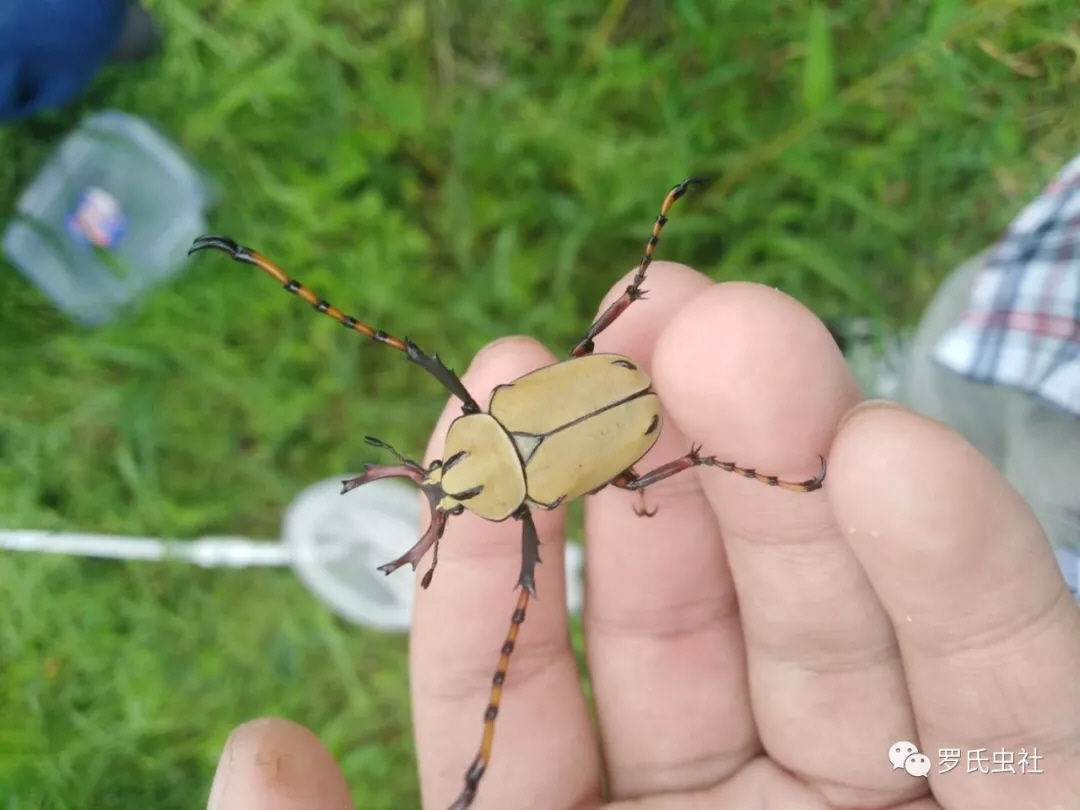 黄粉鹿花金龟