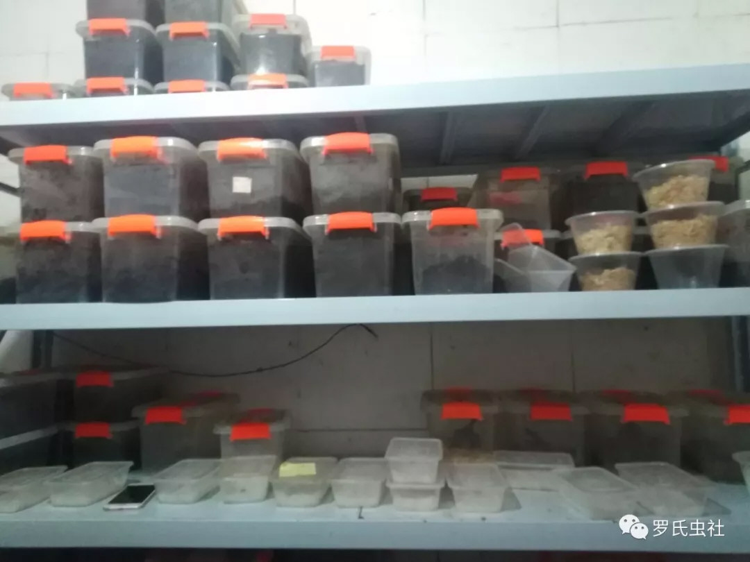虫架下层待孵化的长戟卵＋上层长戟母蛹