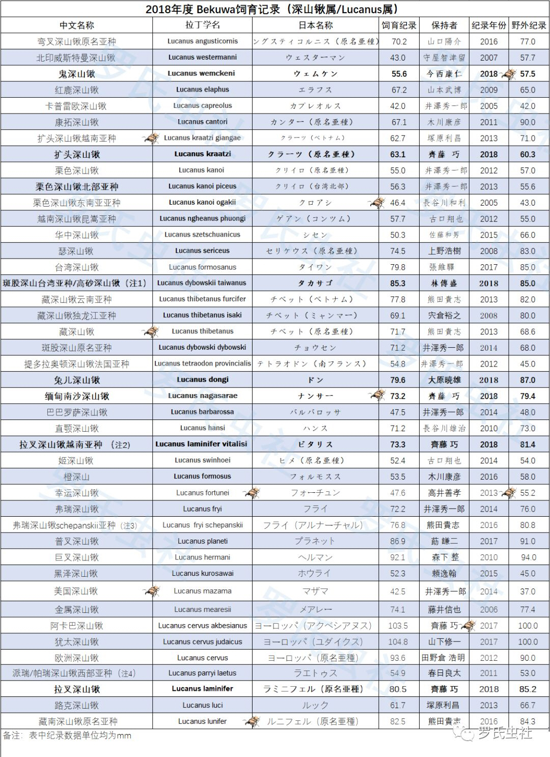 Bekuwa2018年度深山锹属饲育纪录