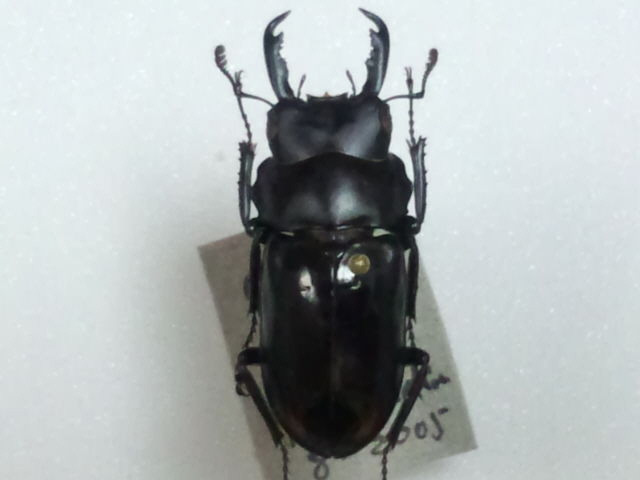 Dorcus prasobsuki 刀锹