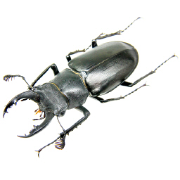 Lucanus laticornis 深山锹