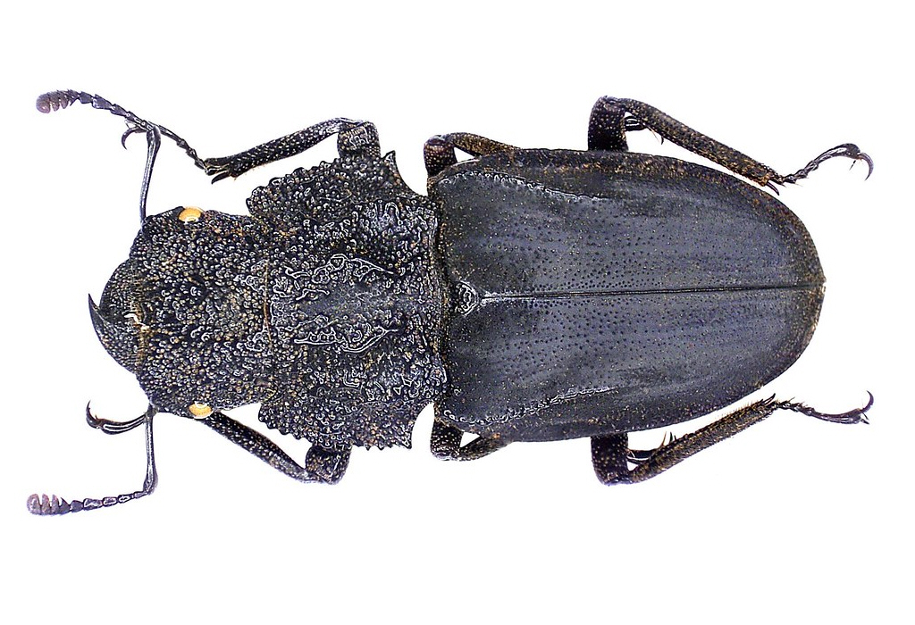 Cantharolethrus luxeri 黑艳锹