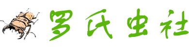 罗氏虫社